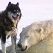 Eisbären spielen mit Huskeys