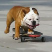 Hund fährt Skateboard