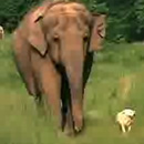 Elefanten - Hunde Freundschaft