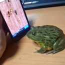 Ärgere niemals einen Frosch