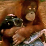 The Orangutan and the Hound Dog