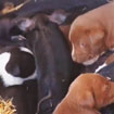 Schweinemama adoptiert Babyhunde